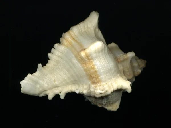 Seashell — Stock Photo, Image