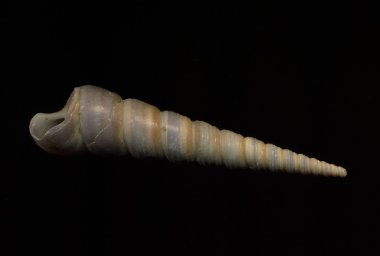 deniz kabuğu siyah arkaplanda