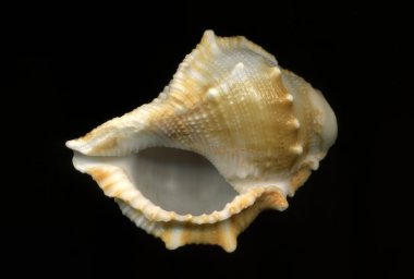 deniz kabuğu siyah arkaplanda