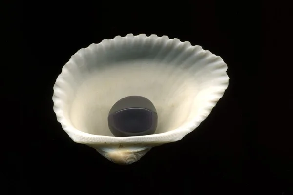 Shell of saint james Stock Photos, Royalty Free Shell of saint james