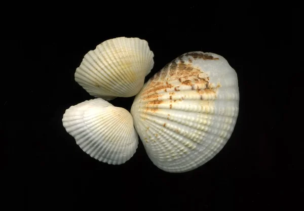 Conchiglie di mare su sfondo nero — Foto Stock