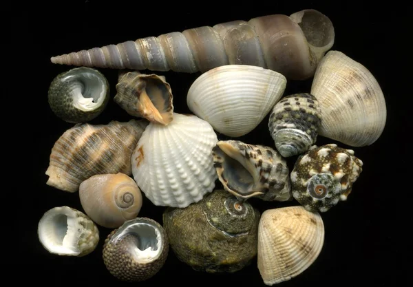 Conchas marinas sobre fondo negro —  Fotos de Stock
