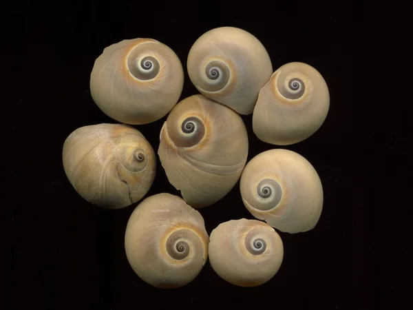 Conchas do mar em fundo preto — Fotografia de Stock