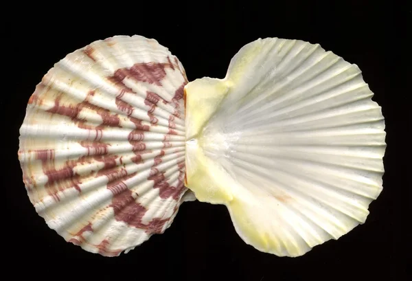 Conchiglie di mare su sfondo nero — Foto Stock