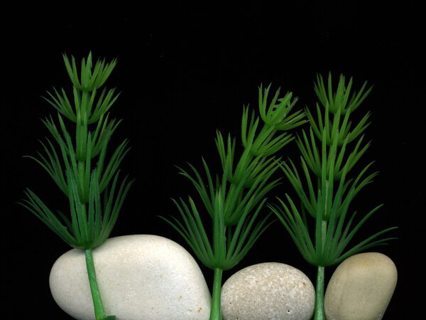 Морские камни и водоросли
