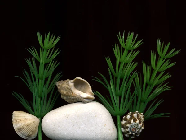 Sea stones seashells and seaweed — Stock Photo, Image