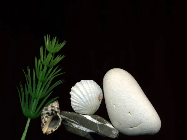 Piedras marinas conchas y algas marinas —  Fotos de Stock