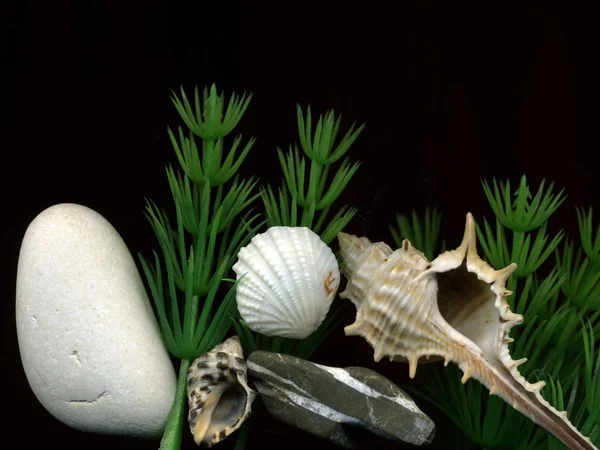 Κοχύλια θάλασσας πέτρες και φύκια — Φωτογραφία Αρχείου
