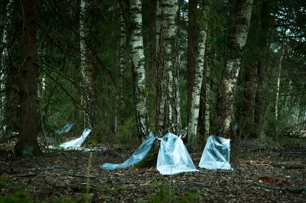 industrial collection of birch sap in the spring forest. Birch sap is collected in a plastic bag. Birch sap flows into a plastic bag. Juice harvesting, a rural tradition
