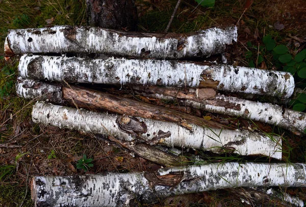 the texture of birch logs. Forest firewood is carelessly stacked in the forest outside. blurred in the background. Out of focus.