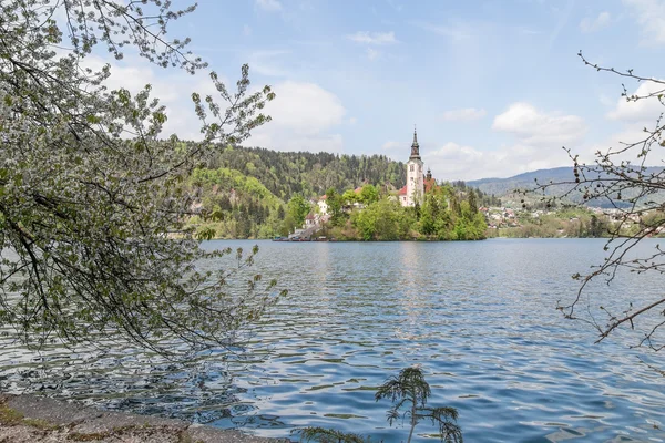 春 2015年スロベニアのブレッド湖 — ストック写真