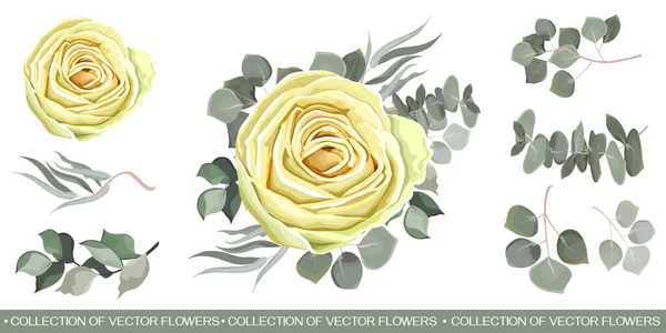 Kompositionen aus weißen Rosen, grünen Pflanzen und Blättern, Eukalyptus. Alle Elemente sind auf weißem Hintergrund isoliert. — Stockvektor
