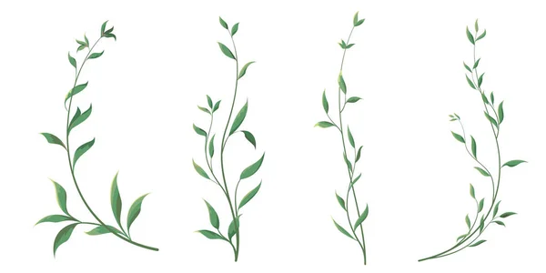 Elegant thin twigs of plants. Green curly leaves. Leaves and twigs on a white background. — Stock Vector