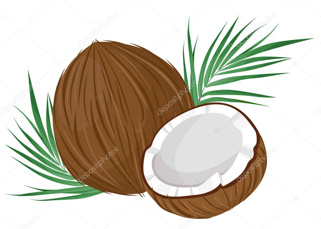 Whole and half coconut isolated on white background. Palm leaves.