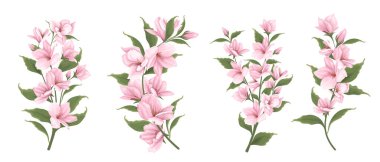 Sakura dallarının vektör seti. Beyaz arkaplanda çiçekler. 