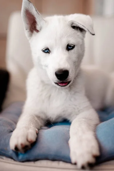 White Siberian Husky Portrait Blickt Die Kamera — Stockfoto