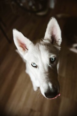 Sibirya Husky portresi kameraya bakıyor. Yüksek kalite fotoğraf