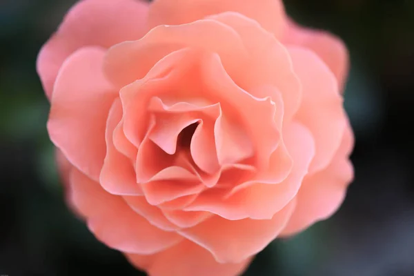 Primer Plano Una Flor Color Coral Con Fondo Oscuro Foto — Foto de Stock