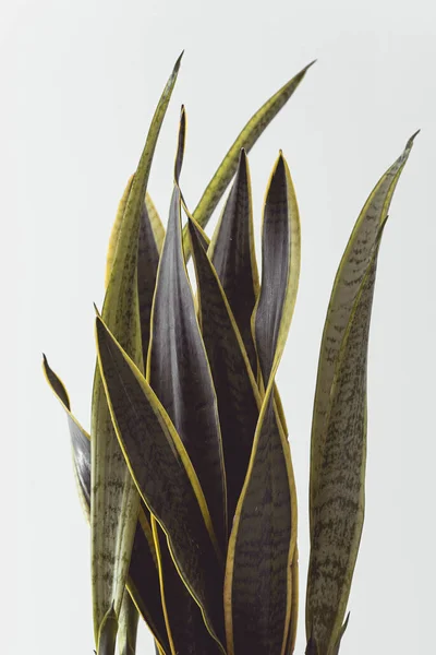 Sansevieria Ideal Para Decoração Nórdica Tanto Vaso Imagens Parede Foto — Fotografia de Stock