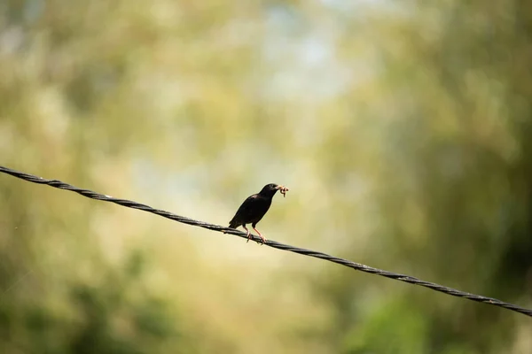 Petit Oiseau Perché Sur Une Branche Arbre Photo Haute Qualité — Photo