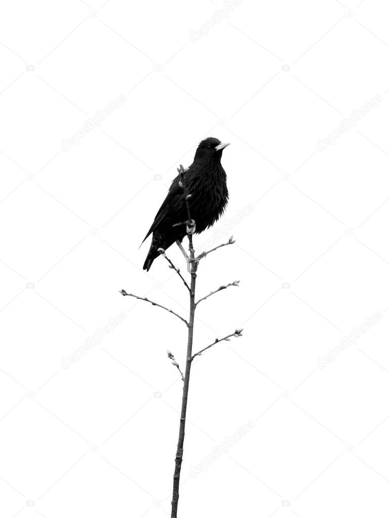 A bird sitting on a wire. High quality photo