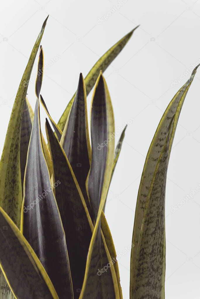 sansevieria ideal for Nordic decoration, both in pot and in pictures on the wall. High quality photo
