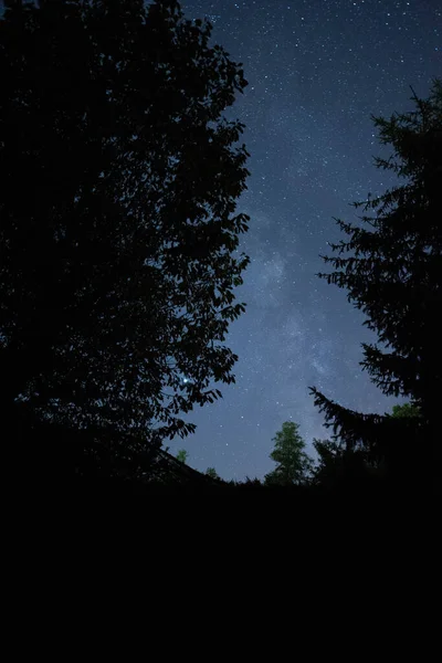 Milchstraße durch die Waldbäume gesehen — Stockfoto