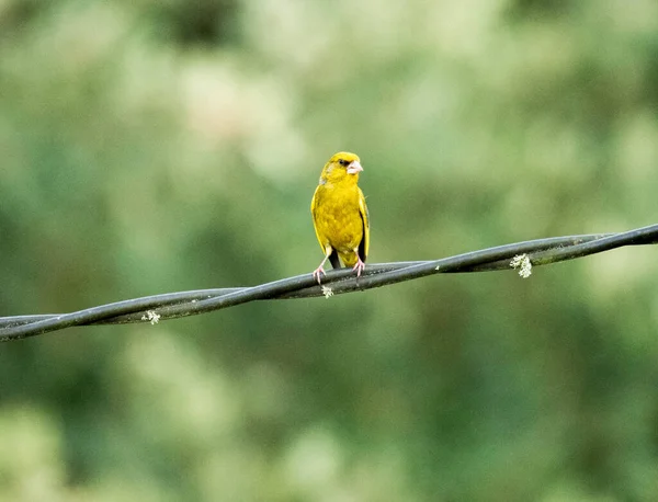 Um pequeno pássaro empoleirado em um cabo leve — Fotografia de Stock