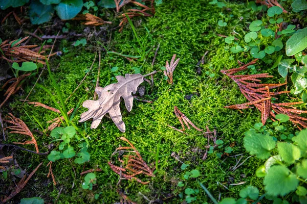 Hoja de otoño sobre la capa de musgo en el bosque —  Fotos de Stock