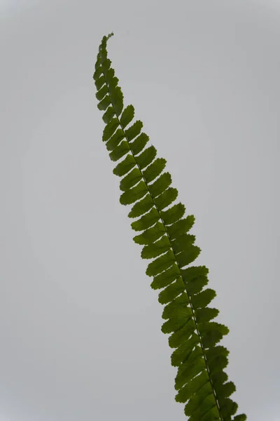 Folha de samambaia verde isolada no fundo claro — Fotografia de Stock