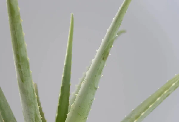 Aloe Vera isoliert auf weichem Speck — Stockfoto