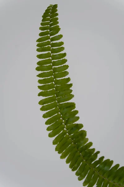 Zielony liść paproci izolowany na jasnym tle — Zdjęcie stockowe