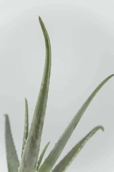 Aloe Vera isoliert auf weichem Speck — Stockfoto