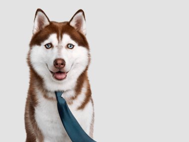 Kovalamaca partisi için giyinmiş şirin kırmızı köpecik. Stüdyo çekimi