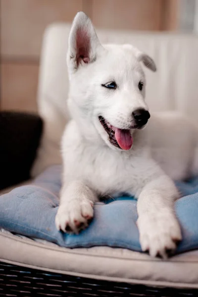 Χαρούμενο σκυλί κάθεται σε μια μπλε κουβέρτα — Φωτογραφία Αρχείου