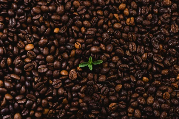 Planta de café que nace en una montaña de granos de café — Foto de Stock