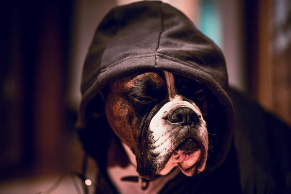 Boxer cão com capuz cão sentindo a música — Fotografia de Stock