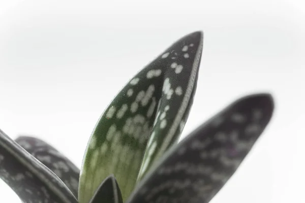 Primo piano di una foglia di pianta succulenta su sfondo chiaro — Foto Stock