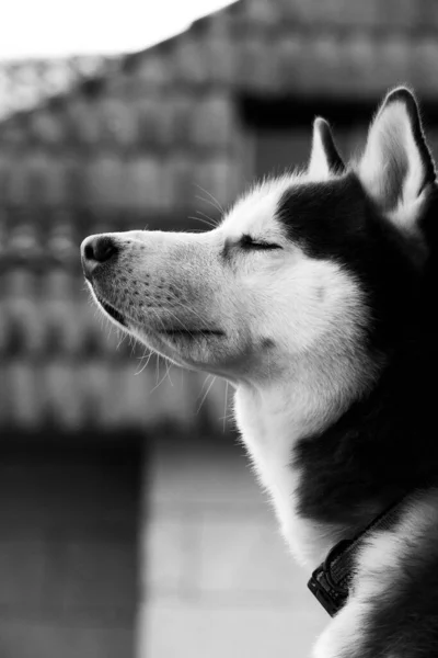 Relajado perro sentir la brisa en su cara — Foto de Stock