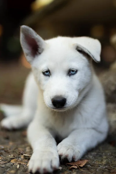 White Siberian husky portrait looking at camera — Stock Photo, Image