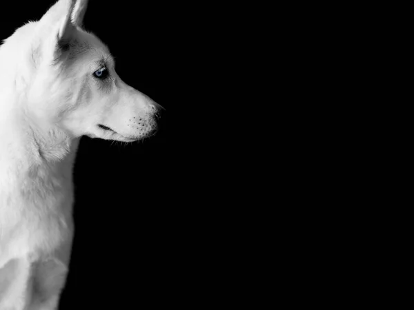 右側を見ている白いハスキー犬の肖像画です。黒の背景に隔離された — ストック写真