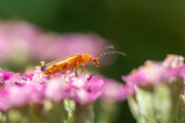 Primer Plano Escarabajo Soldado Rojo Común Rhagonycha Fulva Sobre Achillea —  Fotos de Stock