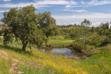 Güneşli bir bahar gününde Portekiz kırsalına serilen güzel yabani çiçekler.