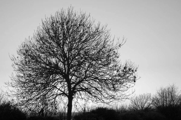 Czarno Biała Sylwetka Jesionu Fraxinus Leigh Sea Essex Anglia — Zdjęcie stockowe