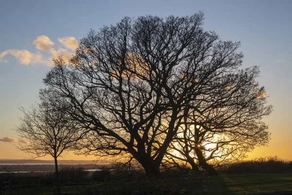 在英格兰埃塞克斯的Leigh Sea Bare Oak Tree Quercus 抵御冬日的落日 — 图库照片