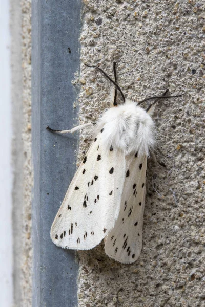 Close Image White Ermine Moth Spilosoma Lubricipeda — Stock Photo, Image