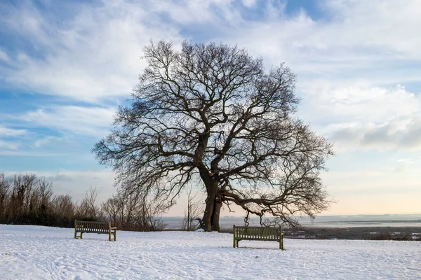 Silhueta Carvalho Quercus Dia Inverno Leigh Sea Essex Inglaterra Imagens Royalty-Free