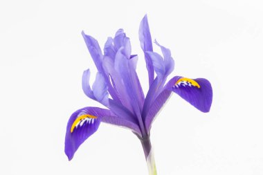 Beyaz arkaplana karşı bir Iris reticulata 'nın yakın plan görüntüsü