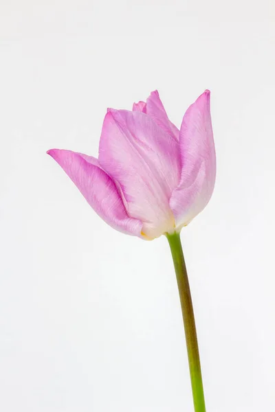 Крупный План Розового Тюльпана Tulipa Белом Фоне — стоковое фото
