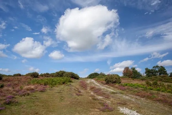 Heather Blackheath Wenhaston Suffolk England Mod Blå Himmel - Stock-foto